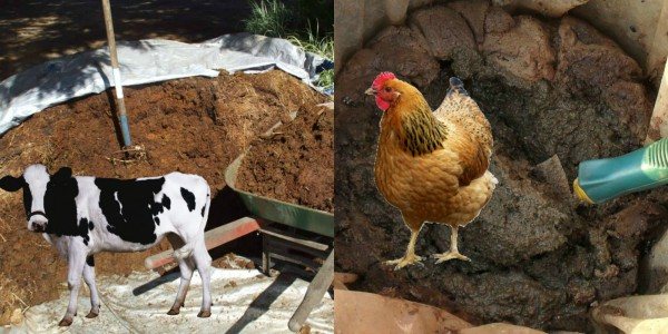 Gödselmedel från mullein och kycklingavfall