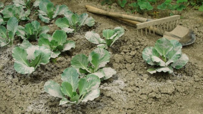Fertilizing cabbage with ash