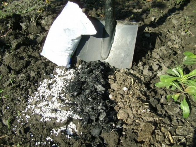 Торене на почвата преди засаждане на круши