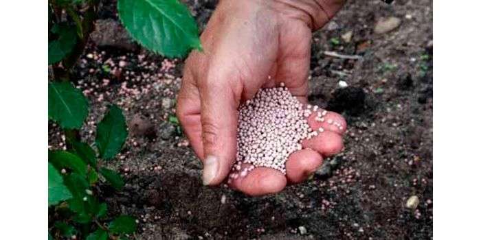 fertilizer in hand
