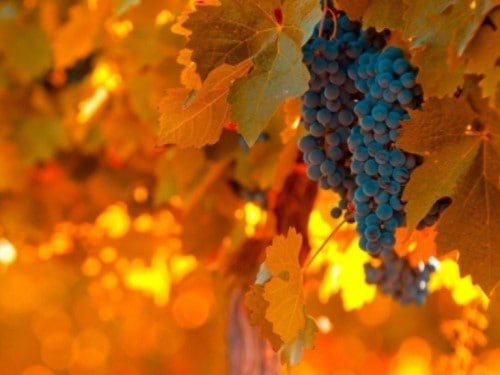 Befrukta druvor på hösten