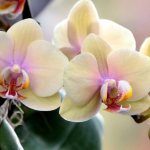 Торове за орхидеи у дома