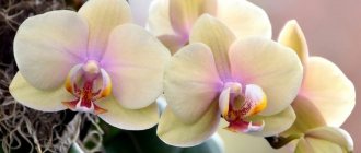 Торове за орхидеи у дома