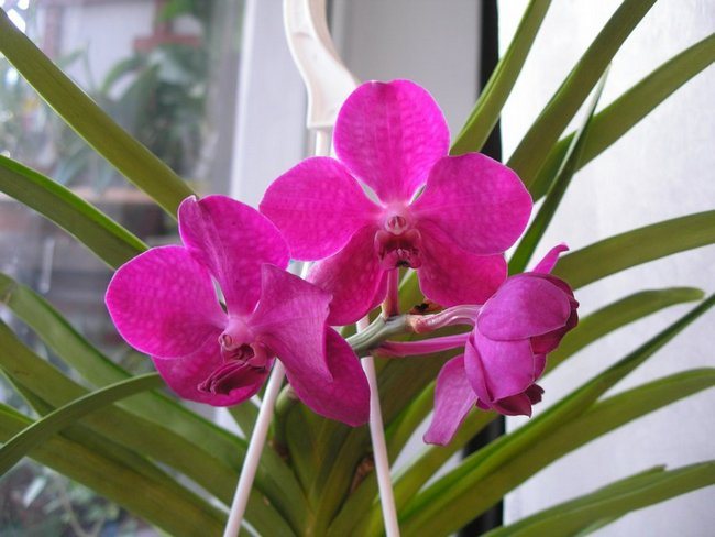 Engrais pour orchidées à la maison