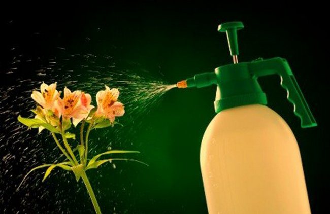 Fertilizers for orchids at home