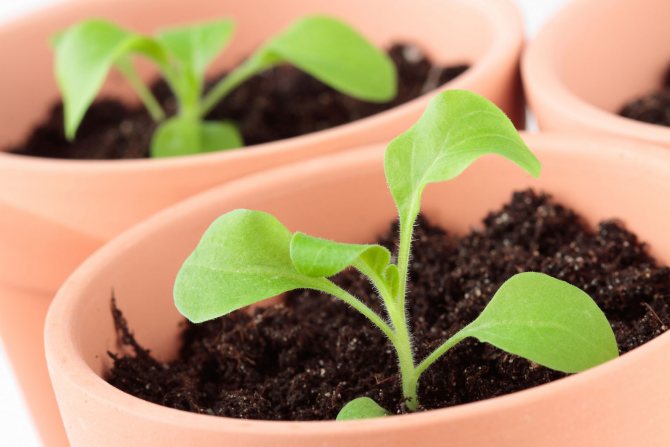 fertilizer for petunias for abundant flowering