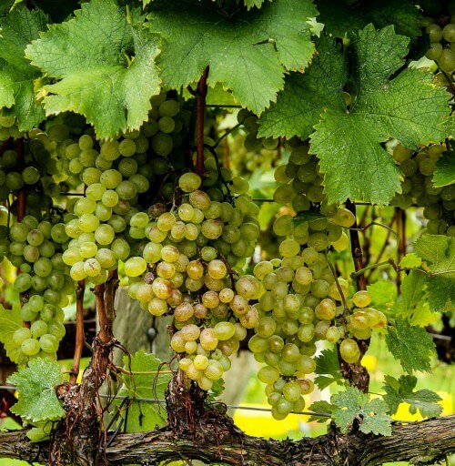 Fertilizers for grapes that increase yields