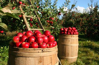 fertilizers for apple trees in autumn