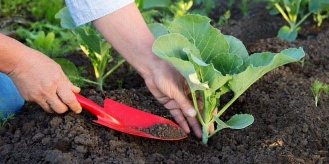 fertilizer cabbage