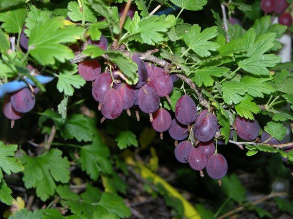 грижи и трансплантация на цариградско грозде през есента