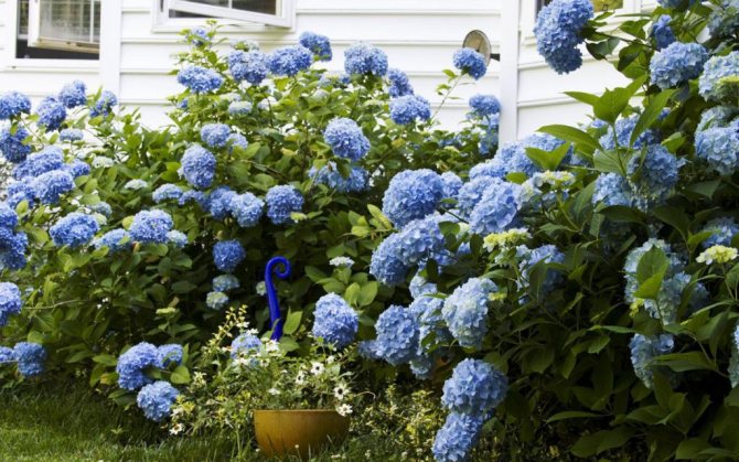 Hydrangea care and planting