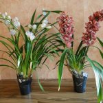 Домашна грижа за орхидеята cymbidium