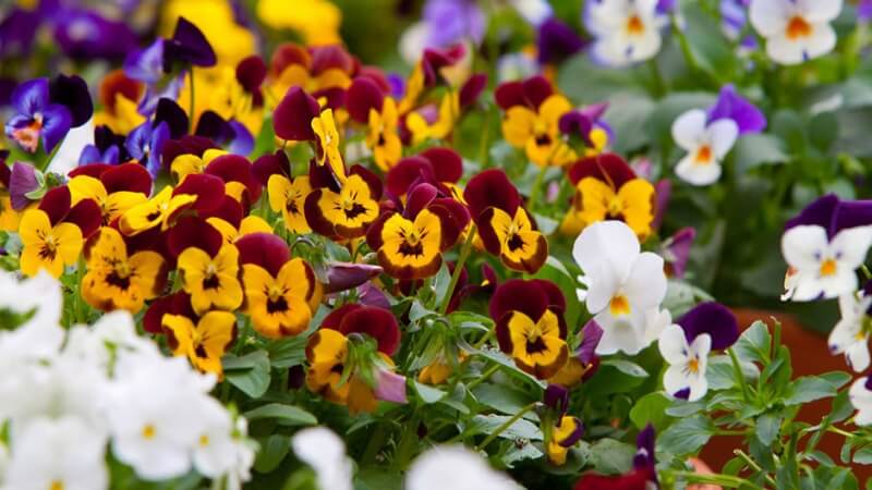 pansy care
