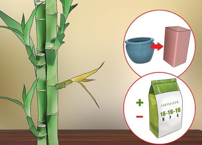 Bamboo care
