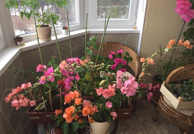 Caring for bougainvillea in the home