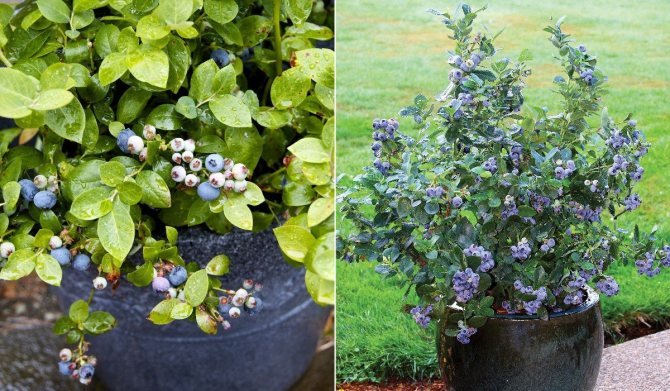 Care for blueberries in a pot