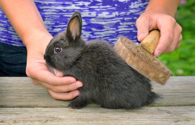Pet rabbit care
