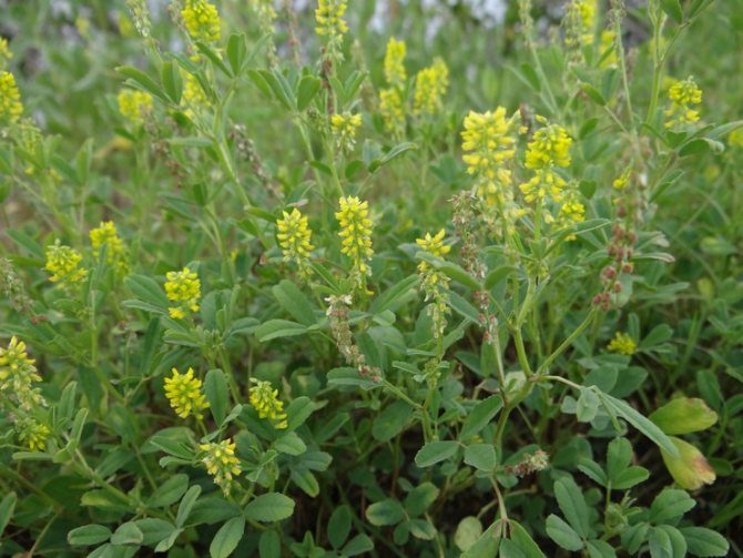 Sweet clover care