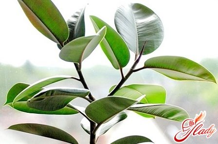 ficus care in autumn and winter