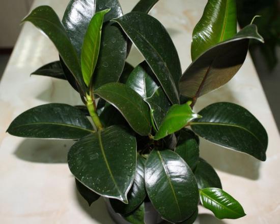 ficus care in autumn and winter