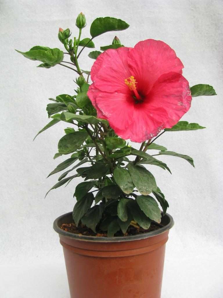 Home Hibiscus Care - Un guide photo complet