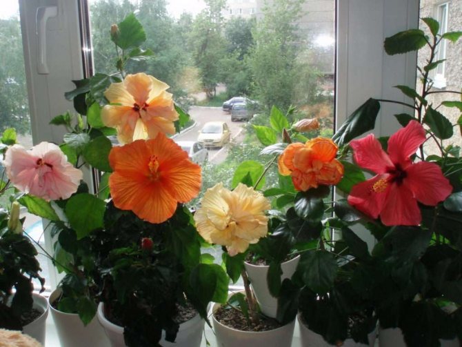Home Hibiscus Care - A Comprehensive Photo Guide
