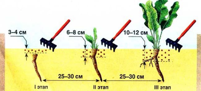 Horseradish care after planting