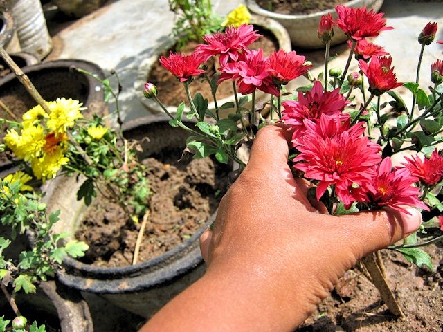 Péče o chryzantémy na podzim, příprava na zimu: přístřeší, jak se chovat, co dělat