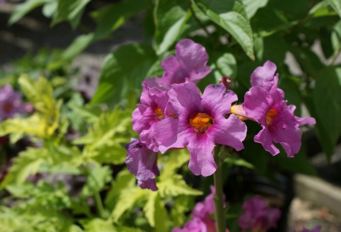 Caring for Incarvillea in the garden