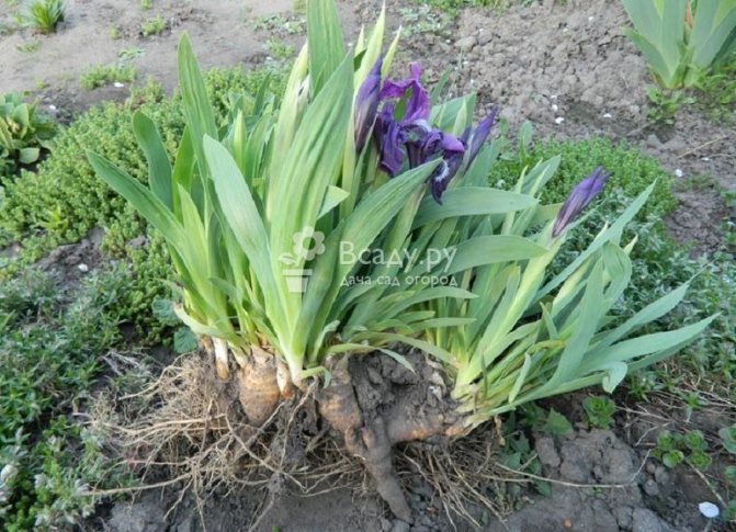 Iris vård efter blomning: odling och vård