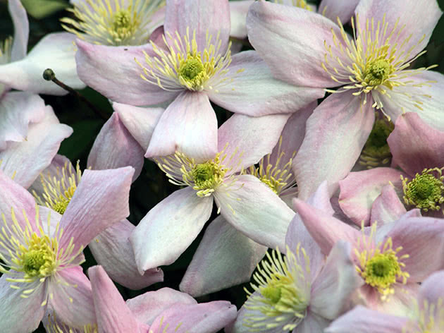 Clematis care in November