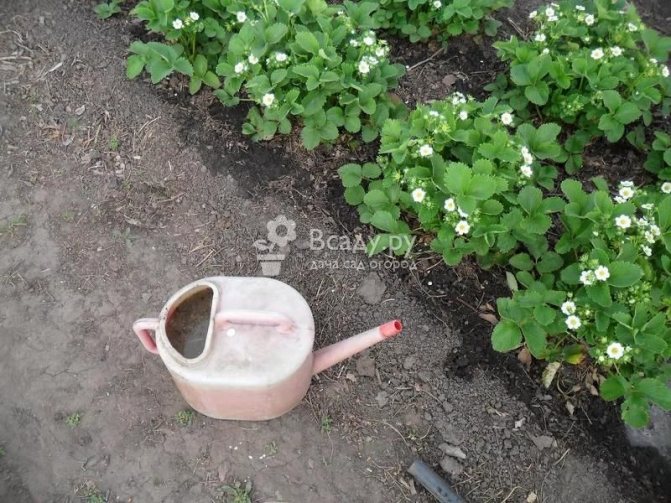 Ta hand om Albion jordgubbar efter vattning