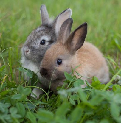 טיפול בארנבים בגידול ביתי