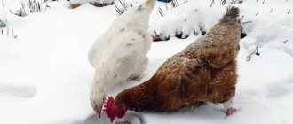 رعاية الدجاج في الشتاء