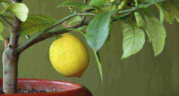 lemon care