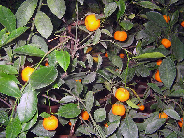 Tangerine care at home