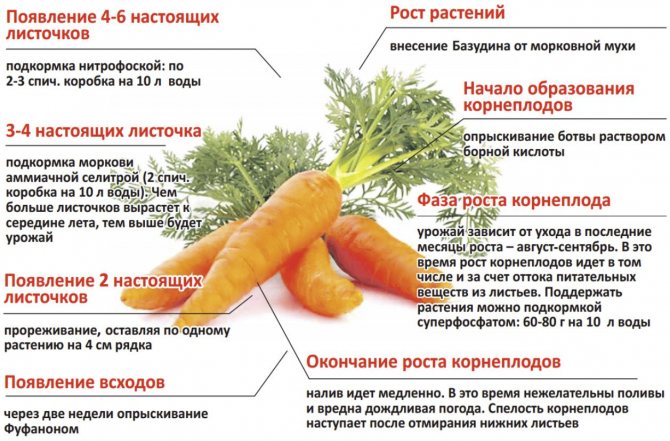Îngrijirea morcovului