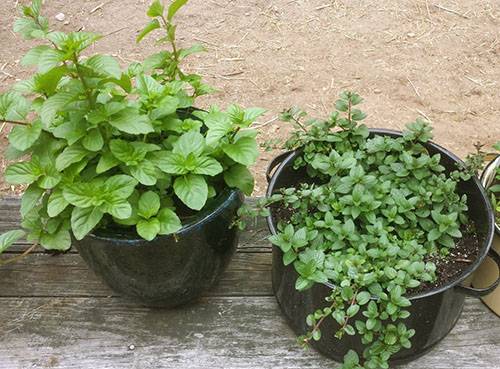 Potted mint care