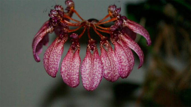 Bulbophyllum Orchideenpflege