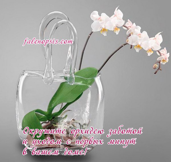 Phalaenopsis orchid care after purchase