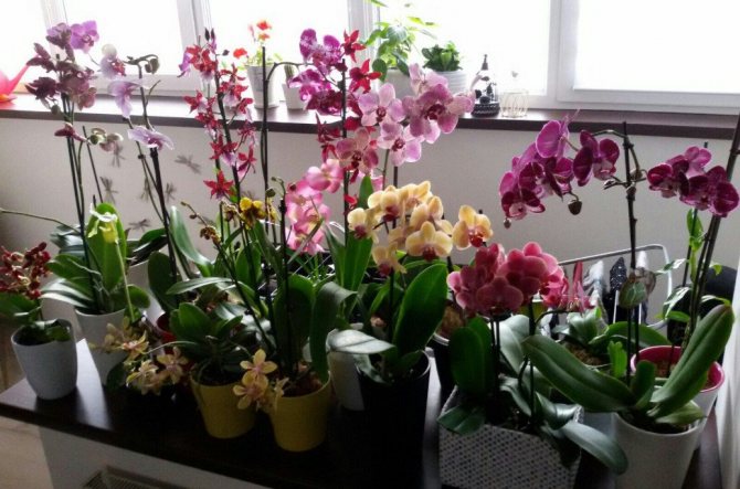 Penjagaan orkid Phalaenopsis