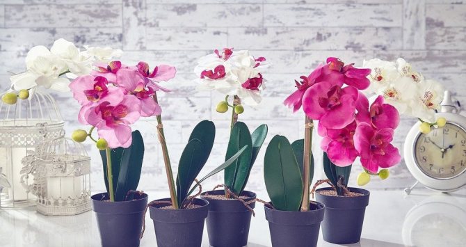 Phalaenopsis orkidévård