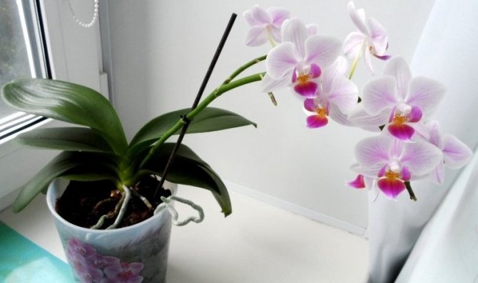 Péče o orchideje Phalaenopsis