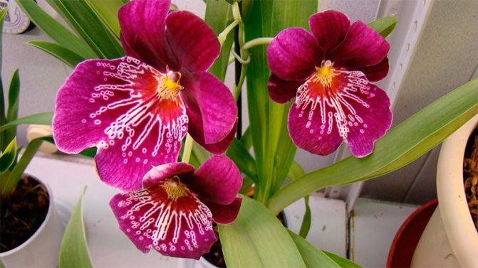 Грижа за орхидея Miltonia