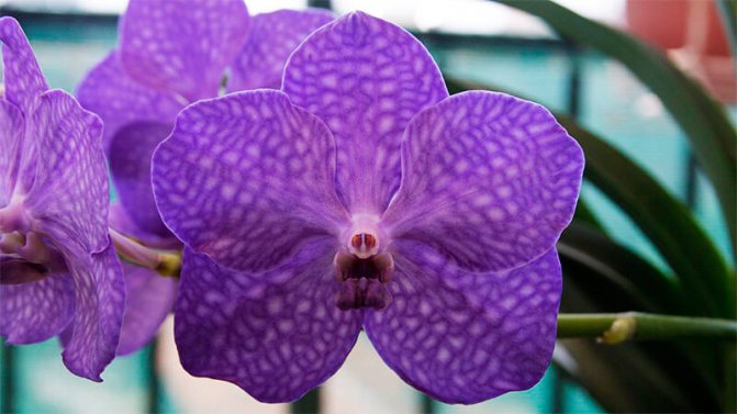 Orchideenpflege Wanda