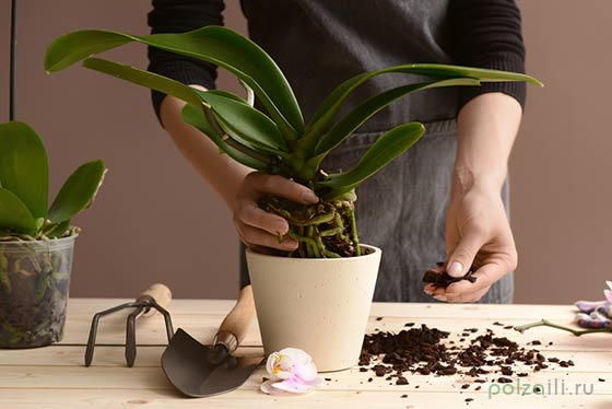 Orchid Care: Flower Transplant