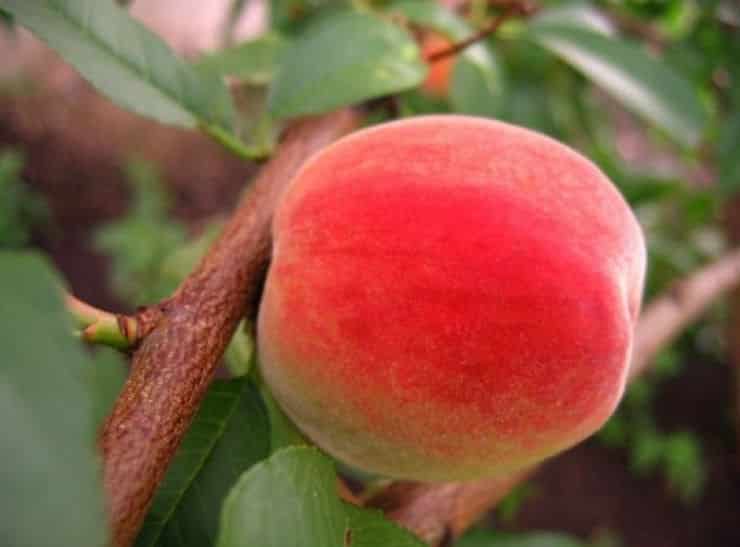 pag-aalaga ng peach