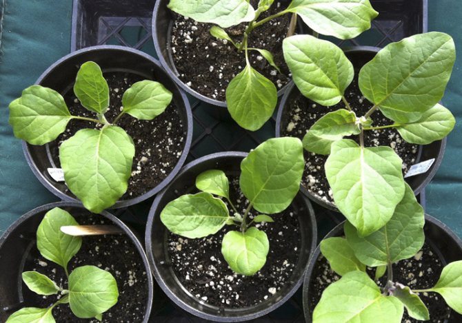 Eggplant seedling care