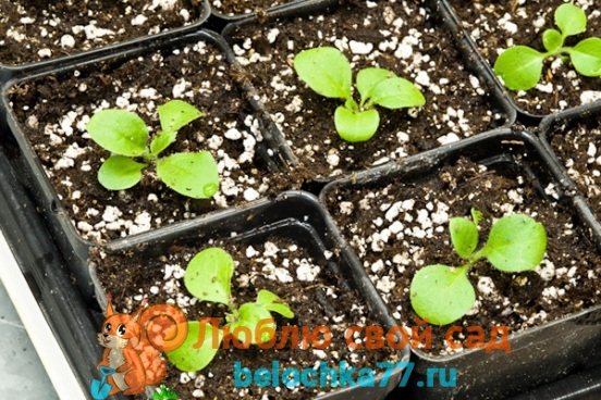 petunia seedling care