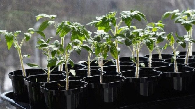 Care of tomato seedlings